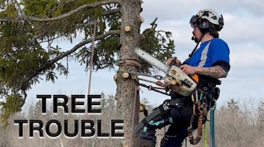 Removing Problem Trees with Tree Climbing, Chain Saws, Bucket Truck, Wood Chipper, and Stump Grinder